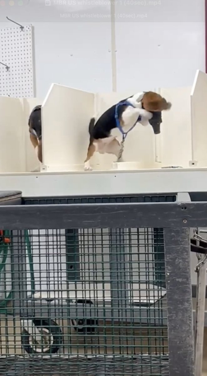 waynehhsiung's tweet photo. I remember the day ~27 years ago when I first learned that inhalation experiments—where beagles are violently forced breathe toxic gas through masks like this—were a real thing. 

I thought it was science fiction. 

These were the same dogs who wake us up with licks to the face. The same pups who beg us for hugs even when we're disheveled, stinky, or just an emotional wreck. The same dogs who are so happy to see us, when we've been gone a couple hours, that they jump up and down or cry when we get back home. 

The same pups who will die, thrashing in agony, because of a sick and often illegal experiment. 

I didn't believe it was real. 

But it is more than real. It's happening to thousands of dogs. And the nation's biggest provisioner of this torture is just a short distance from the nation's biggest city: Marshall BioResources in New York. 

My friend @AndyMasley just posted that the more you read about animal abuse, the more it just starts to make you feel crazy. He's right. But there's a way out of that madness. 

It's rescue. We have to get these poor pups out. And here is the thing:

We are going to do it.