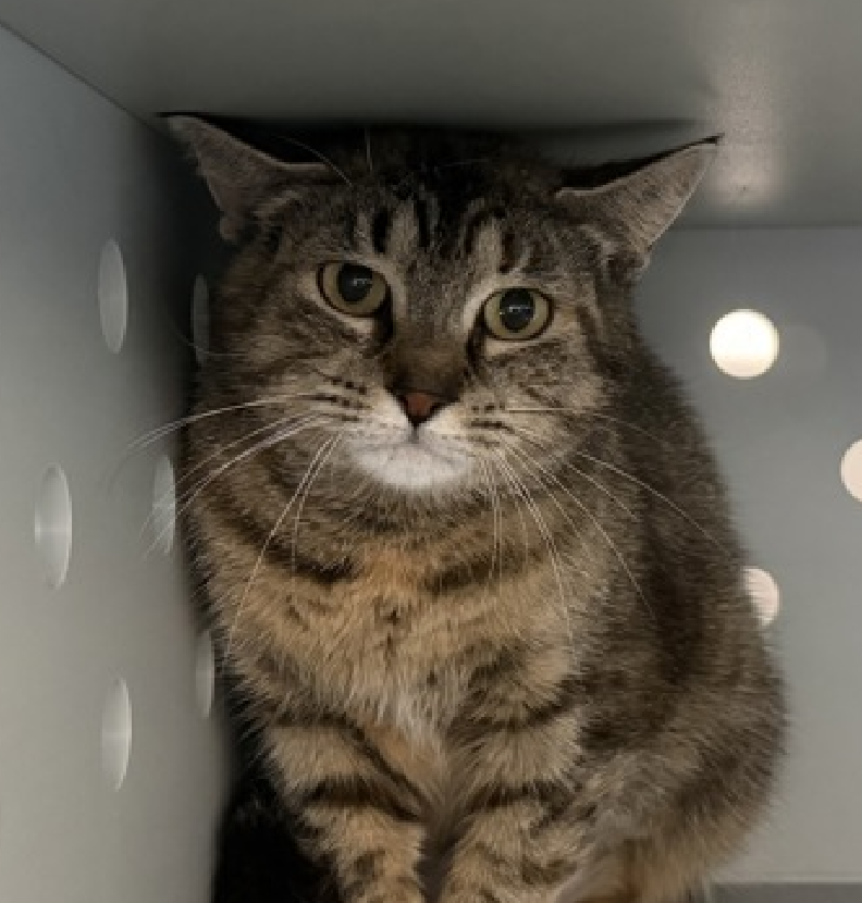 JLthekid9999's tweet photo. 🆘🆘 SWANSON (ID 252442), 1 YO, FEMALE –  IN QUEENS ACC - came into the shelter as an  agency on 4/18/2026.    🆘🆘 😿 😿 😿 😿

🆘🆘 UPDATE – UPDATE – POOR POOR SWANSON WAS RETURNED TO THE EPL ON 7/23/26 – LITERALLY ON BORROWED TIME NOW – BEYOND URGENT – LET’S HELP HER GET SAFE 🆘🆘

➡️TBD 8/4/26

➡️ NEW HOPE PARTNER RESCUE ONLY

➡️ ONLY A BABY – JUST BEGINNING LIFE

➡️ TOO LOW ON PLEDGES TO STIMULATE RESCUE INTEREST

➡️🆘🆘 14TH Chance on Emergency Placement List – 14 TIMES IS ALMOST UNPRECEDENTED – TIME IS RUNNING OUT FOR SWANSON – SHELTER IS AT CAPACITY - ALL HANDS ON DECK - NOW IS THE TIME TO ACT/HELP SWANSON - HIGHEST EU/SILENT KILL RISK- VERY LIKELY LAST CALL🆘🆘 😱🔥🔥😱

➡️ 107 DAYS IN SHELTER – TOO LONG – TIME IS RUNNING OUT

➡️ SWANSON IS ON THE EPL FOR BEHAVIORAL REASONS - She is not thriving in the care center and continues to display distance-increasing behavior when approached for interactions. She has not warmed up despite staff using treats to build a positive association - This designation often means that the cat will be given very little time for rescue/foster/adoption.🔥🔥🔥🔥

Swanson is a quiet, watchful tabby girl with thoughtful eyes and a gentle spirit. 🩶🐾 Right now, the shelter feels far too overwhelming for her, so she prefers to observe the world from a safe distance rather than join in on playtime or social activities. There's something deeply meaningful and moving in her quiet presence - a soft kind of beauty that reveals itself slowly to those willing to listen. Swanson is looking for a calm, low-traffic home with patient caretakers who will let her settle in at her own pace. She may never be the loudest or boldest cat in the room, but for the right person, her cautious trust and quiet companionship will feel incredibly special. If you have a peaceful home and a heart for shy souls, Swanson may be ready to write her next chapter with you. ✨  ❤️ 😻❤️ 😻❤️ 😻

NEEDS OUT OF SHELTER ASAP –

Please RT or pledge, if you can, to save this little one.

@AdamsPaulGrimke

@mehser12

💔😿🙏Thank you
