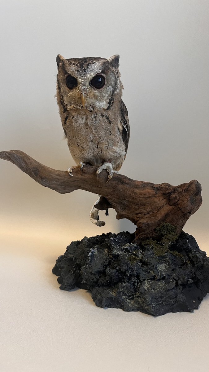 EnaReprabbi's tweet photo. JRSでステキな止まり木を受け取ったので
早速記念撮影🦉
日頃仲悪な2人もいい雰囲気…に見える☺️

ともえ屋さんありがとうございました😊 https://t.co/vI70ZyGmC6