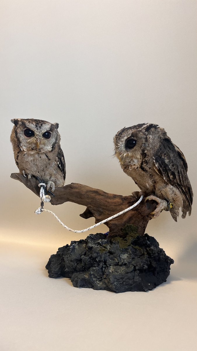 EnaReprabbi's tweet photo. JRSでステキな止まり木を受け取ったので
早速記念撮影🦉
日頃仲悪な2人もいい雰囲気…に見える☺️

ともえ屋さんありがとうございました😊 https://t.co/vI70ZyGmC6