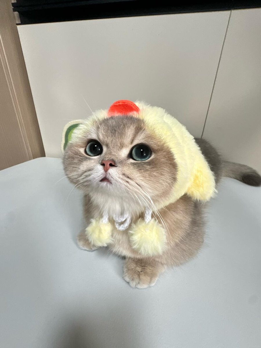 cutestscats's tweet photo. Food hat and pure cuteness unlocked 😻🍔 https://t.co/PDe4b1jKSY