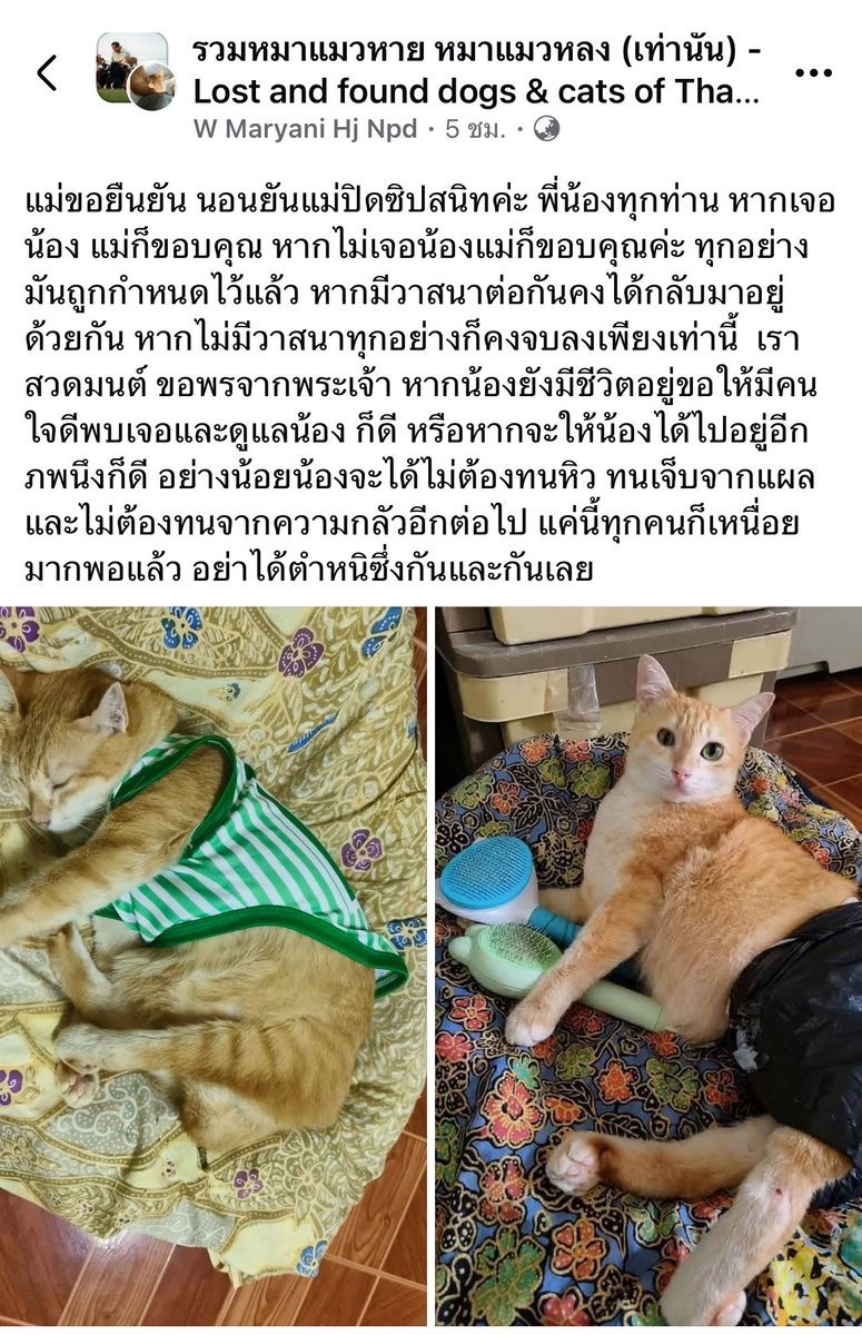 tonever22's tweet photo. เข้าใจความรู้สึกคุณแม่มากๆ ว่ารักและห่วงน้องขนาดไหน การเลี้ยงแมวพิการไม่ใช่ว่าใครๆ ก็เลี้ยงได้ ต้องมีความใส่ใจมากเป็นพิเศษ ที่ผ่านมาเชื่อว่า แม่น้องสีส้มพยายามทำเต็มที่แล้ว

บางครั้งคนในโลกโซเชียลก็ toxic มาก อย่าเก็บมาคิดให้เป็นพลังงานลบๆ เราเชื่อว่า คุณแม่สีส้มเป็นคนที่มีจิตใจเมตตามาก ฝากเป็นกำลังใจให้ทีมงานในเพจและแม่น้องสีส้มกันด้วยนะคะ 🙏🏻❤️💪🏻
#แมวหายบนรถไฟ