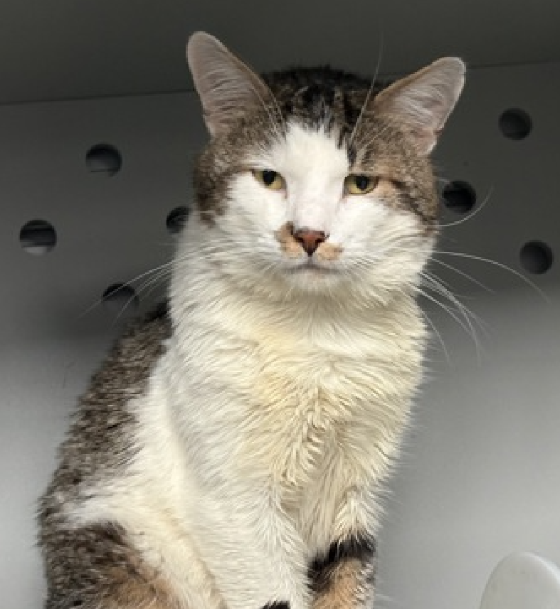 JLthekid9999's tweet photo. 🆘🆘 ANGEL (ID 256308), 5 YO, MALE –  IN QUEENS ACC - came into the shelter as an  owner surrender on 6/4/2026, with the surrender reason stated as animal health - will need ongoing vet care.    🆘🆘 😿 😿 😿 😿

➡️TBD 8/4/26

➡️ TOO LOW ON PLEDGES TO STIMULATE RESCUE INTEREST

➡️🆘🆘 10TH Chance on Emergency Placement List – 10 TIMES IS ALMOST UNPRECEDENTED – AND SHELTER AT CAPACITY - ALL HANDS ON DECK - NOW IS THE TIME TO ACT/HELP ANGEL - HIGHEST EU/SILENT KILL RISK- VERY LIKELY LAST CALL🆘🆘 😱🔥🔥😱

➡️ 59 DAYS IN SHELTER – TOO LONG – TIME IS RUNNING OUT

➡️ ANGEL IS ON THE EPL FOR BEHAVIORAL REASONS - He is not thriving in the care center and is deteriorating in the Adoptions room and no longer tolerates petting or handling, escalating very quickly when approached for socialization and during kennel cleaning.  “Deteriorating in the Adoptions room” IS A DEATH SENTENCE IN SHELTER This designation often means that the cat will be given very little time for rescue/foster/adoption.🔥🔥🔥🔥

A volunteer writes: Collecting his information the best way he knows how, Angel tucks himself into a soft little loaf and tries to piece it all together. I commend him for his efforts and recognize their value, even if, maybe especially if, they fall on the quieter side of the spectrum. In Angel's life before the shelter, he took his time warming up to new people but would lay gently once he did. He looks like a big teddy bear, but please don't let those fluffy cheeks fool you as getting used to shelter life hasn't been easy with all the new sights and sounds. Angel is FIV+ and has some medical needs that will require follow up, but he hopes someone will notice him and share a little chance his way. ❤️ 😻❤️ 😻❤️ 😻

NEEDS OUT OF SHELTER ASAP –

Please RT or pledge, if you can, to save this little one.

@AdamsPaulGrimke

💔😿🙏Thank you