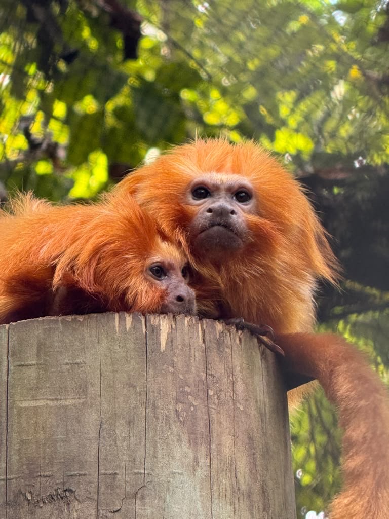 zoomiami's tweet photo. Meet Samba and George, two of our golden lion tamarins, each with their own unique personality!

At 16 years old, “Samba” has spent most of her life at Zoo Miami. “George”, 14, joined us from @clemetzoo last year and has spent the past year coming out of his shell. https://t.co/44nOyToux6