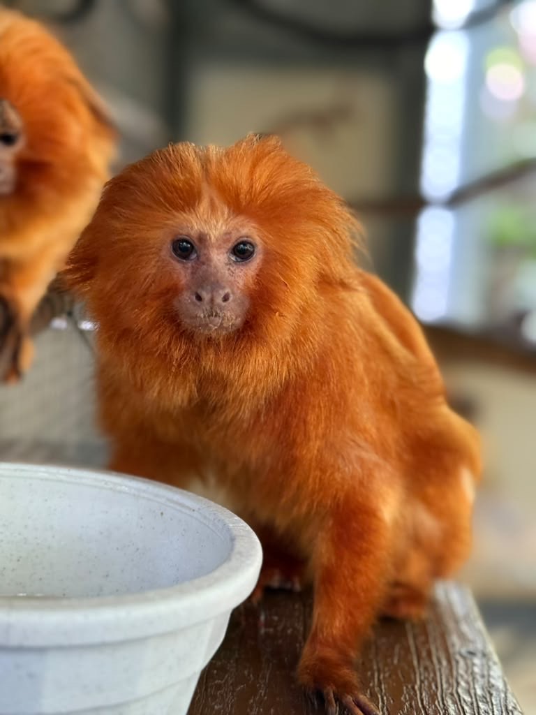 zoomiami's tweet photo. Meet Samba and George, two of our golden lion tamarins, each with their own unique personality!

At 16 years old, “Samba” has spent most of her life at Zoo Miami. “George”, 14, joined us from @clemetzoo last year and has spent the past year coming out of his shell. https://t.co/44nOyToux6