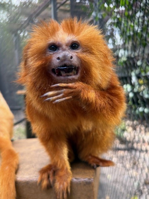 zoomiami's tweet photo. Meet Samba and George, two of our golden lion tamarins, each with their own unique personality!

At 16 years old, “Samba” has spent most of her life at Zoo Miami. “George”, 14, joined us from @clemetzoo last year and has spent the past year coming out of his shell. https://t.co/44nOyToux6