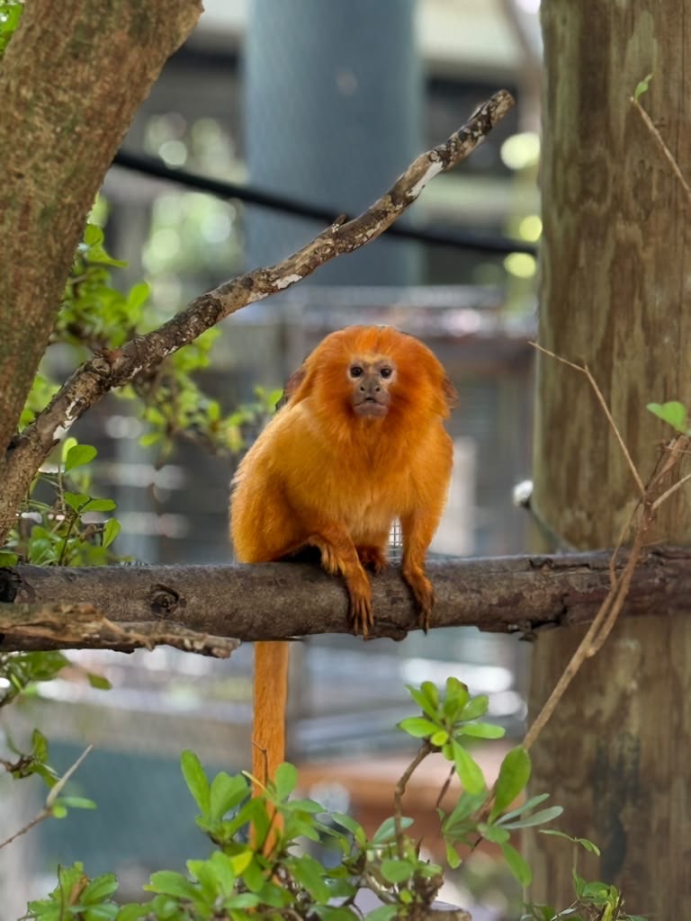 zoomiami's tweet photo. Meet Samba and George, two of our golden lion tamarins, each with their own unique personality!

At 16 years old, “Samba” has spent most of her life at Zoo Miami. “George”, 14, joined us from @clemetzoo last year and has spent the past year coming out of his shell. https://t.co/44nOyToux6