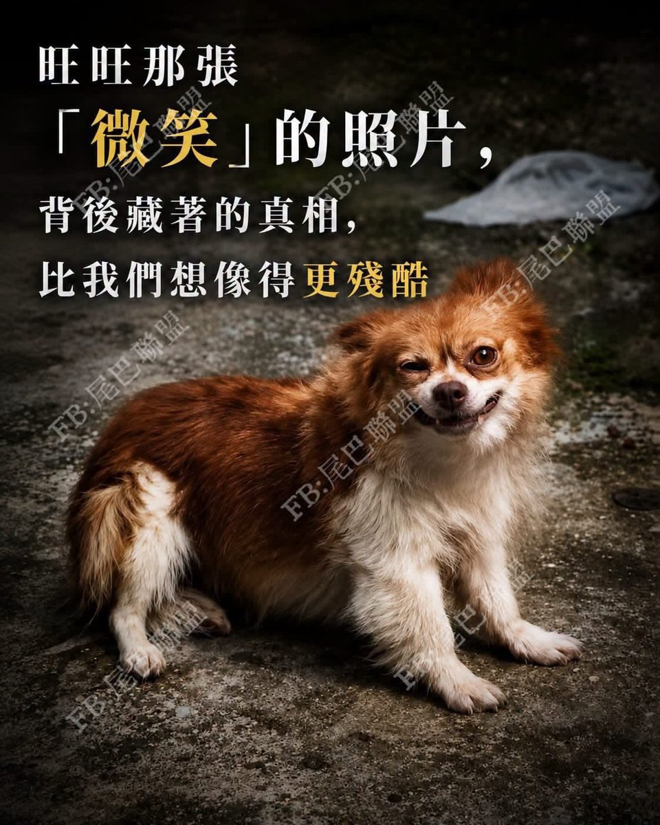 lidalang40's tweet photo. 所有人都说旺旺wang wang 在微笑，可那张照片背后，是一个母亲最后的求救

一张照片，可以承载无数人的想象。

有人看到旺旺的表情，说她好像在微笑。
有人说，她已经接受了自己的命运。
也有人相信，那是一个母亲为了保护孩子，留下的最后坚强。 😢😢
8月2号，我还在坚持💪🏼💪🏼￼
#copy
#旺旺
#wangwang https://t.co/P0SZI4qdZO