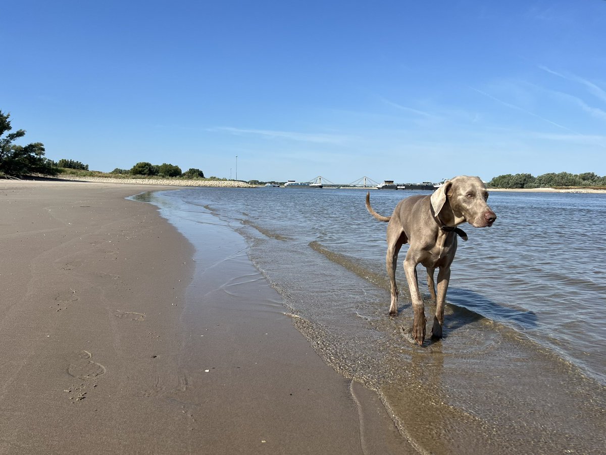 SanderKerkhof's tweet photo. Heerlijk strandweer vandaag 😎🐾🇳🇱 rivier de #Waal https://t.co/BGJtrqwAZu
