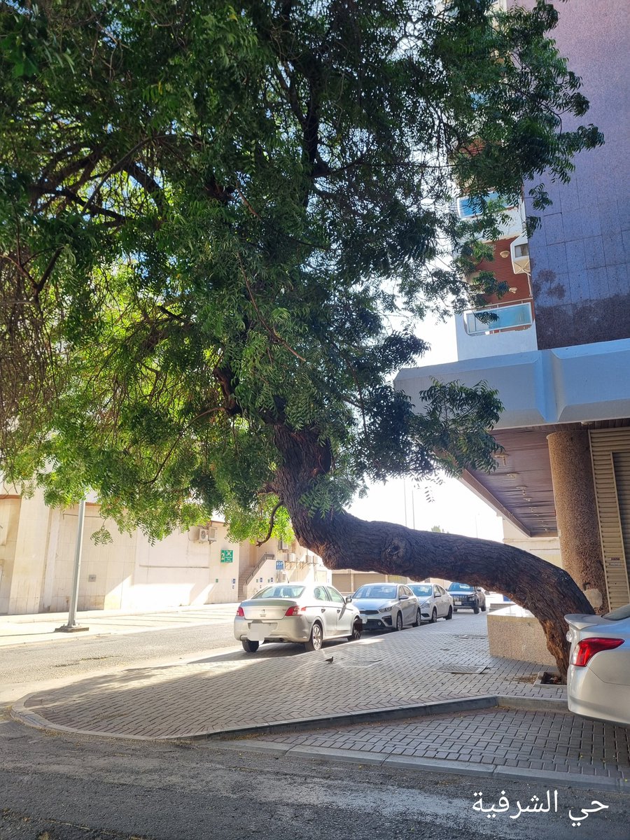 mva991234511's tweet photo. السلام عليكم ورحمة الله وبركاته

إلى أمانة محافظة جدة
@Momah_SA @MOCSaudi
@JeddahAmanah @Historic_jed
@AmanahSupport

أتمنى منكم الاهتمام بالأشجار في شوارع وأحياء #جدة وذلك بتركيب الدعامات للأشجار المائلة لحمايتها والمحافظة عليها كما هو مطبق في #جدة_التاريخية برعاية #وزارة_الثقافة .

كما نأمل استمرار المتابعة والعناية بالأشجار خاصة الأشجار المعمرة التي مضى على زراعتها عشرات السنين فهي تمثل جزءًا من هوية المدينة وثروتها البيئية وتستحق العناية للحفاظ عليها وإطالة عمرها .

كما نأمل أن تتم صيانة الأشجار بالأساليب المناسبة التي تضمن سلامتها ونموها بدلاً من الاكتفاء بقصها .

الاهتمام بالأشجار يعزز المشهد الحضري ويحافظ على الغطاء النباتي ويرفع من جودة الحياة في المدينة .

وشكرًا لكم .

📍الموقع : حي الشرفية
21.507623,39.186012
https://t.co/UVbP8QH1ne
