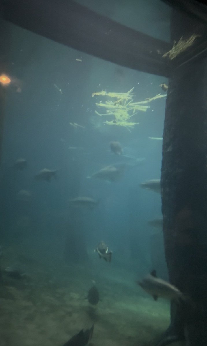 ShinMikanseijin's tweet photo. マナティ水槽に浮かんでいた藁とマナティのうんこをカニだと思い込んで「ねえ水槽近くで見てごらん、上の方にタカアシガニがいるよ」とドヤ顔で言いにきた人がいました
@takonanda https://t.co/nOekIAqUqt