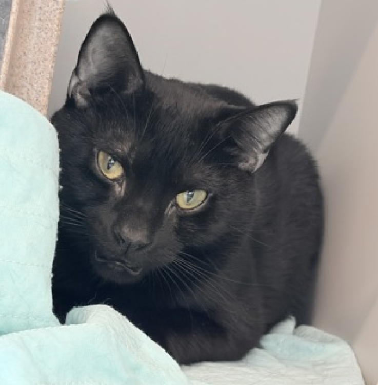 JLthekid9999's tweet photo. 🆘🆘 SCOTT (ID 255547), 2 YO, MALE –  IN QUENS ACC - came into the shelter as an  aco - impound on 5/27/2026.    🆘🆘 😿 😿 😿 😿

➡️TBD 8/4/26

➡️ NEW HOPE PARTNER RESCUE ONLY

➡️ TOO LOW ON PLEDGES TO STIMULATE RESCUE INTEREST

➡️➡️🆘🆘 5TH  Chance on Emergency Placement List – BEYOND URGENT -  NO ROOM IN SHELTER – WILL NOT BE GIVEN MUCH MORE TIME – VERY HIGH EU/SILENT KILL RISK – 🆘🆘 😱🔥🔥😱

➡️ 68 DAYS IN SHELTER – TOO LONG – TIME IS RUNNING OUT

➡️ SCOTT IS ON THE EPL FOR BEHAVIORAL REASONS - He is not thriving in the care center and continues to display distance-increasing behavior when approached for interactions. He has not warmed up despite staff using treats to build a positive association.  This designation often means that the cat will be given very little time for rescue/foster/adoption.🔥🔥🔥🔥

A volunteer writes: Things don't always change in the direction we would hope. Scott was brought to us after being abandoned and was a bright and happy star with everyone he met. Friendly and trusting, we knew that his open heart would be helpful in his efforts to find forever family. But shelter life can be a lot and even the sweetest kitties can be overwhelmed by the expectations it entails. We're here to try to help, which is Scott has joined our 'Fraidy Cat Club where we've been working with him to maybe get him to come out of his shell a little bit more. He probably won't be the one to ask for it now, but Scott could really use a little chance. ❤️ 😻❤️ 😻❤️ 😻

NEEDS OUT OF SHELTER ASAP –

Please RT or pledge, if you can, to save this little one.

@AdamsPaulGrimke

💔😿🙏Thank you