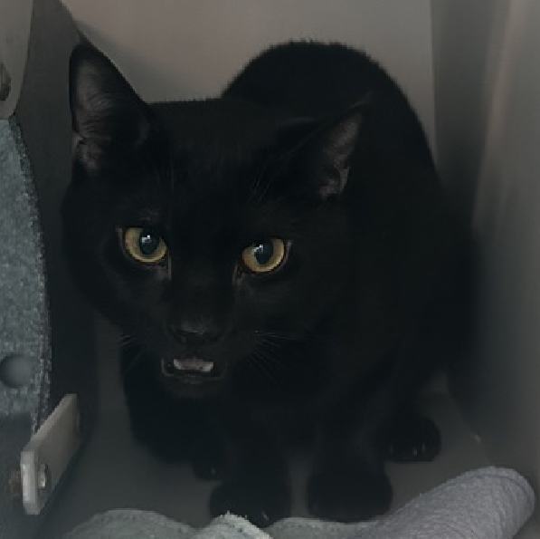 JLthekid9999's tweet photo. 🆘🆘 SCOTT (ID 255547), 2 YO, MALE –  IN QUENS ACC - came into the shelter as an  aco - impound on 5/27/2026.    🆘🆘 😿 😿 😿 😿

➡️TBD 8/4/26

➡️ NEW HOPE PARTNER RESCUE ONLY

➡️ TOO LOW ON PLEDGES TO STIMULATE RESCUE INTEREST

➡️➡️🆘🆘 5TH  Chance on Emergency Placement List – BEYOND URGENT -  NO ROOM IN SHELTER – WILL NOT BE GIVEN MUCH MORE TIME – VERY HIGH EU/SILENT KILL RISK – 🆘🆘 😱🔥🔥😱

➡️ 68 DAYS IN SHELTER – TOO LONG – TIME IS RUNNING OUT

➡️ SCOTT IS ON THE EPL FOR BEHAVIORAL REASONS - He is not thriving in the care center and continues to display distance-increasing behavior when approached for interactions. He has not warmed up despite staff using treats to build a positive association.  This designation often means that the cat will be given very little time for rescue/foster/adoption.🔥🔥🔥🔥

A volunteer writes: Things don't always change in the direction we would hope. Scott was brought to us after being abandoned and was a bright and happy star with everyone he met. Friendly and trusting, we knew that his open heart would be helpful in his efforts to find forever family. But shelter life can be a lot and even the sweetest kitties can be overwhelmed by the expectations it entails. We're here to try to help, which is Scott has joined our 'Fraidy Cat Club where we've been working with him to maybe get him to come out of his shell a little bit more. He probably won't be the one to ask for it now, but Scott could really use a little chance. ❤️ 😻❤️ 😻❤️ 😻

NEEDS OUT OF SHELTER ASAP –

Please RT or pledge, if you can, to save this little one.

@AdamsPaulGrimke

💔😿🙏Thank you