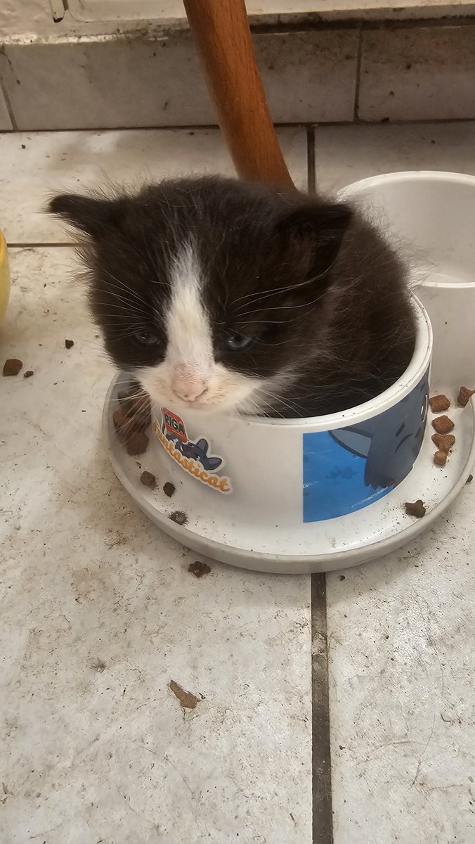 EducSpeReel's tweet photo. Lui il est clairement pas là pour niaiser. Le cul dans la gamelle pour pas en rater une! 😂 ( le sol a été lavé y'a...2 jours...a l'aide, 12 chatons!)
Rappel que j'ai encore 8 chatons a donner dans le alentours de douai/Lille! https://t.co/ppdpJ5eI2V
