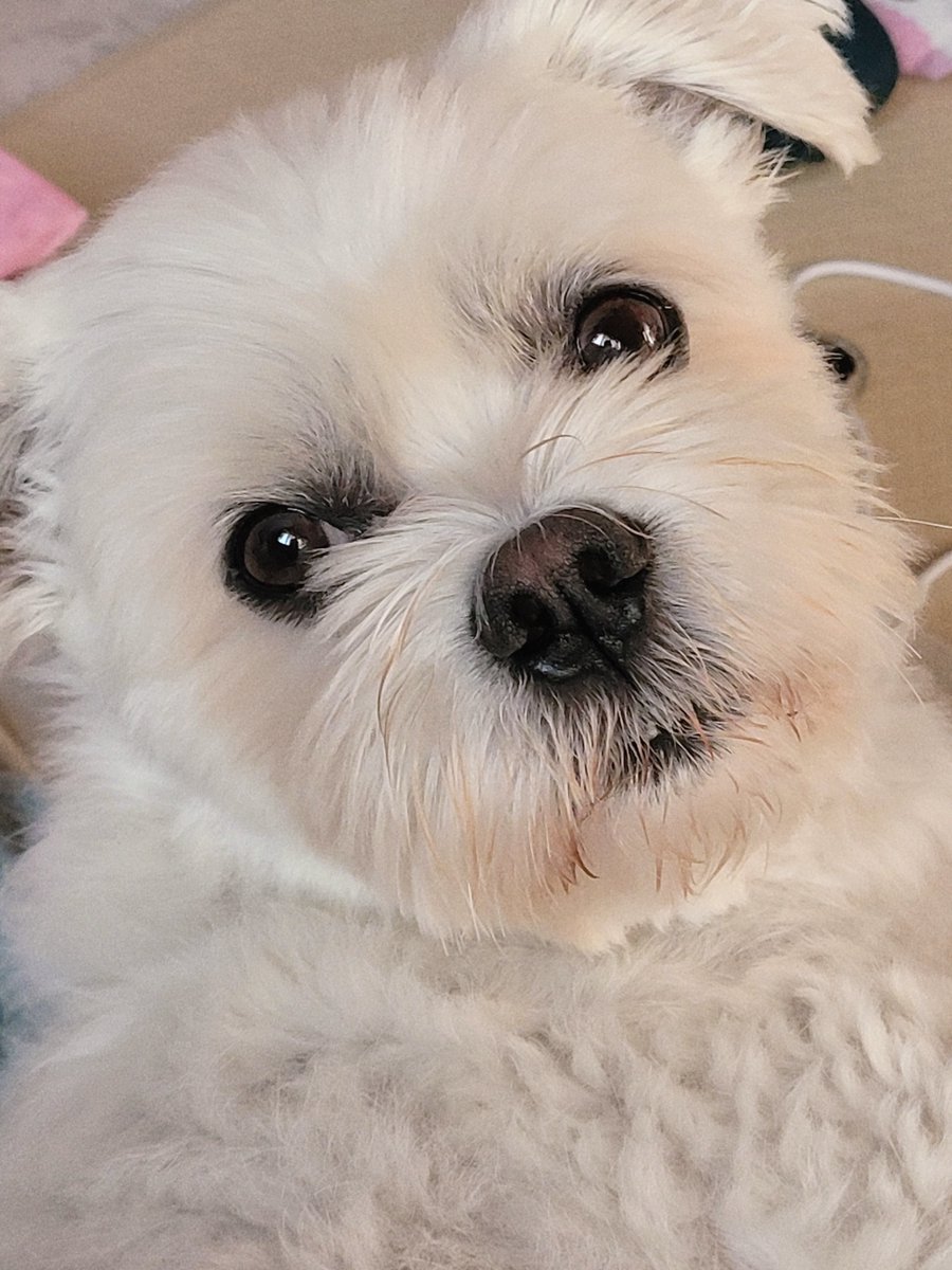 picklewooju's tweet photo. 모지 뽀둥가나디처럼 나옴 https://t.co/kVE2tMo1aJ