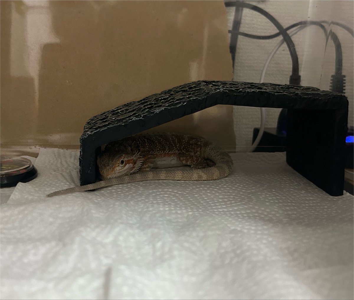 Himari3846's tweet photo. ほんまにかわいすぎて食べたくなるペット🦎最近寝る場所覚えて自分から行くようになった😌💓 https://t.co/NanORZAxWt