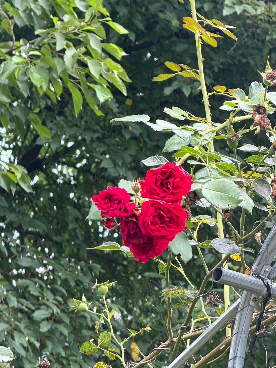 hamtext's tweet photo. 260803 🐹💬

- 📸
“now i've developed the habit of taking a picture whenever i see roses🌹”
- 📸
“this is a picture i took of the sky after i suddenly thought of the word fate” https://t.co/27UqI0EBuD