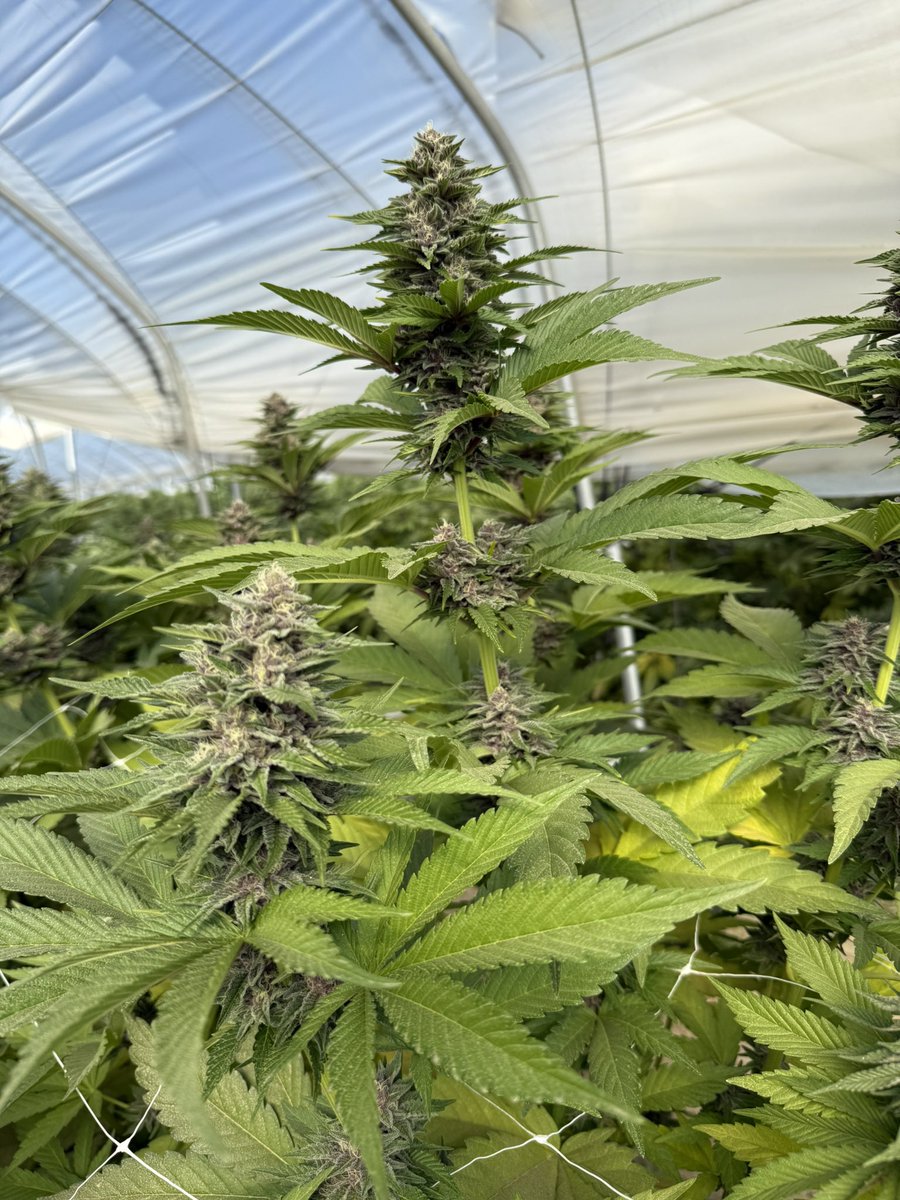 B_Real's tweet photo. I love you Mary Jane https://t.co/j2nUJhymmb