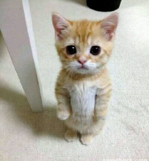 meowgem1z's tweet photo. https://t.co/MQ5AMZFSiU