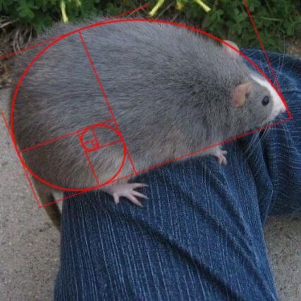 ichewthings's tweet photo. the perfect rat https://t.co/u3forj1vIP