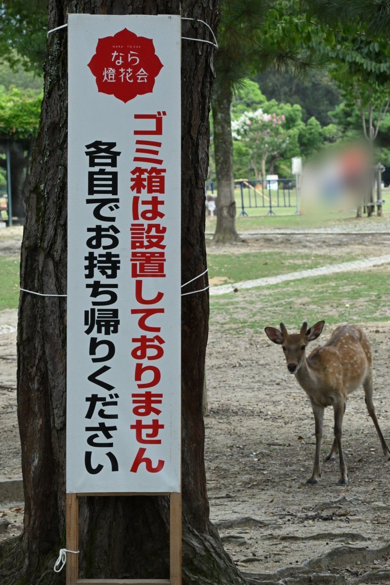 ncbutwDsL0UC6np's tweet photo. なら 燈花会 8/5(水)-14(金)へお越しの方へ

奈良公園にはたくさんの鹿が暮らしています🦌鹿はゴミを食べ物と間違って食べてしまいます。ゴミは消化されず胃に溜まりやがて鹿は本来の食事が出来なくなり死んでしまいます。

⚠️鹿の命を奪いますので絶対にゴミはポイ捨てされませんようお願い致します。 https://t.co/TPRwHZKkwp