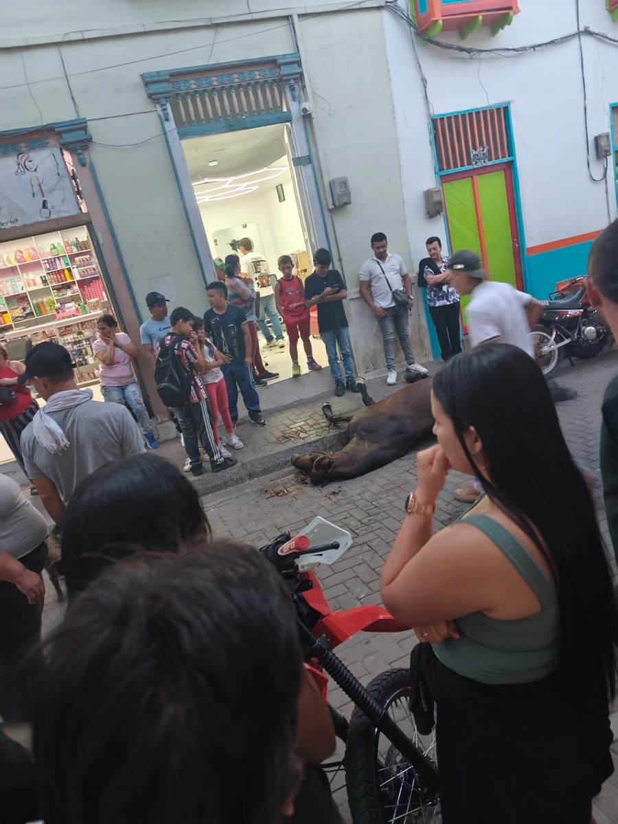 gener_usuga's tweet photo. Esto realmente está fuera de todo límite.

El actual alcalde del municipio de Santuario, Risaralda, Miguel Antonio Bedoya Jiménez, autorizó la realización de dos cabalgatas semanales en el municipio: una los lunes y otra los viernes.

La más reciente, realizada el pasado viernes, dejó una escena desgarradora: un caballo colapsó durante el recorrido, en un hecho que exige una investigación seria para establecer las causas y determinar si hubo negligencia, maltrato o incumplimiento de las normas de protección y bienestar animal.

Hago un llamado a la Alcaldía, a la Gobernación de Risaralda, a las autoridades ambientales y a los organismos competentes para que inicien de inmediato las investigaciones correspondientes y, si existen méritos, presenten las denuncias a que haya lugar.

Asimismo, es indispensable verificar si esta cabalgata contaba con todos los permisos y autorizaciones exigidos por la ley, si se cumplieron los protocolos de bienestar animal y si el lugar donde se realizó reunía las condiciones técnicas y de seguridad necesarias para desarrollar un evento de esta naturaleza.

Las organizaciones de defensa de los derechos de los animales también deben pronunciarse y hacer seguimiento a este caso, para que los hechos sean esclarecidos y, de encontrarse irregularidades, los responsables respondan ante las autoridades.