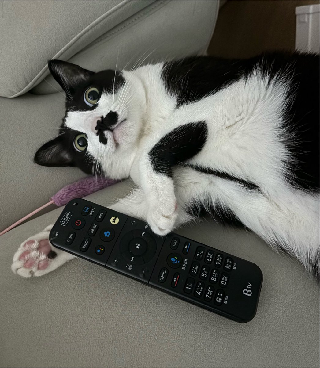 minky0516's tweet photo. 고양이 mbti 판별하는 방법

I 새로운 사람 경계가 심함
E 새로운 사람 경계가 금방 풀림

N 새로운 자극에 예민(노는 장난감이 계속 바뀜)
S 눈 앞의 자극에만 반응함(놀때 한가지 장난감에 집중)

T 간식이나 놀아달라고 할때만 옴
F 계속 옆에 붙어있고 앵앵거림(개냥이)

P 지 내킬때 먹고 자고함 규칙이라는게 없음
J 정시에 먹고 정시에 놀고 정시에 잠 
루틴 깨지면 스트레스 받음

대부분 고양이는 I_TJ일듯

우리 고양이는 INFP 본가 고양이는 ISTJ
내 맘대로 만든 판별법임