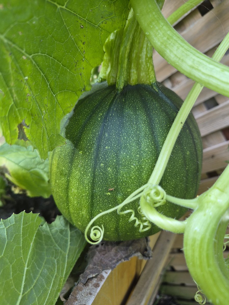 WudntYaLikeTNo's tweet photo. Happy Sunday!
Things shaping up nicely in the city garden.
Off to the lake to cut grass and a refreshing afternoon swim at the secret beach!
#Growsomething π¨π¦π¦ https://t.co/PSRBh1R0wM
