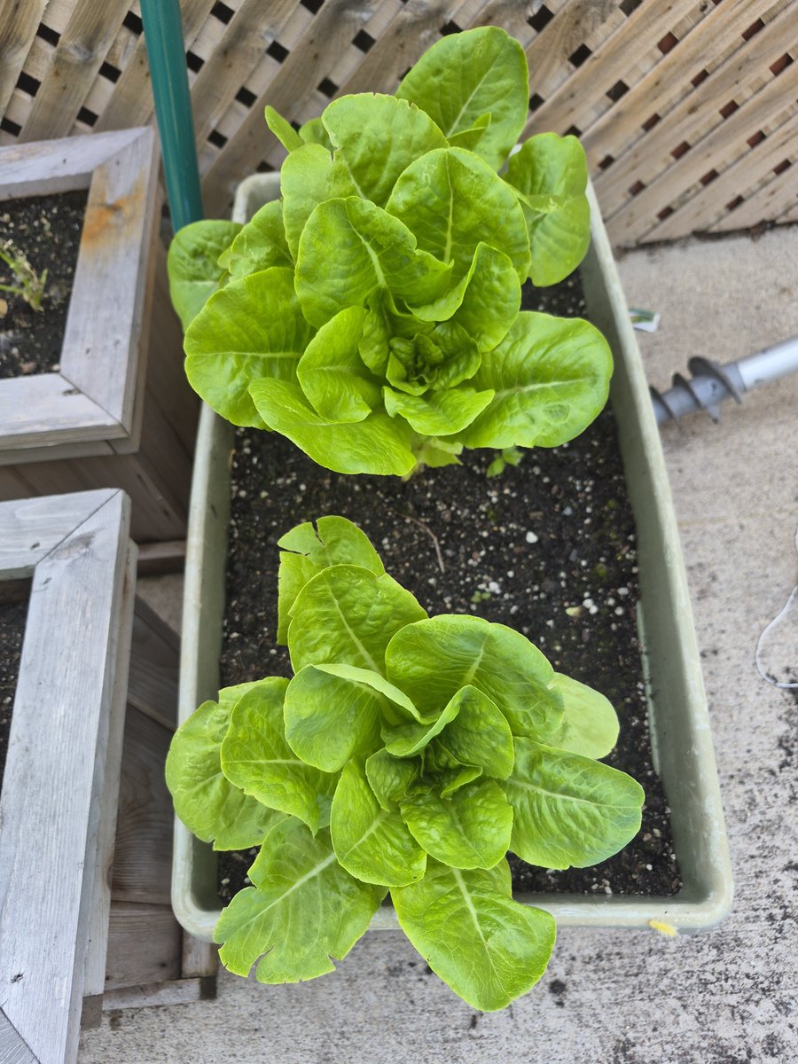 WudntYaLikeTNo's tweet photo. Happy Sunday!
Things shaping up nicely in the city garden.
Off to the lake to cut grass and a refreshing afternoon swim at the secret beach!
#Growsomething π¨π¦π¦ https://t.co/PSRBh1R0wM