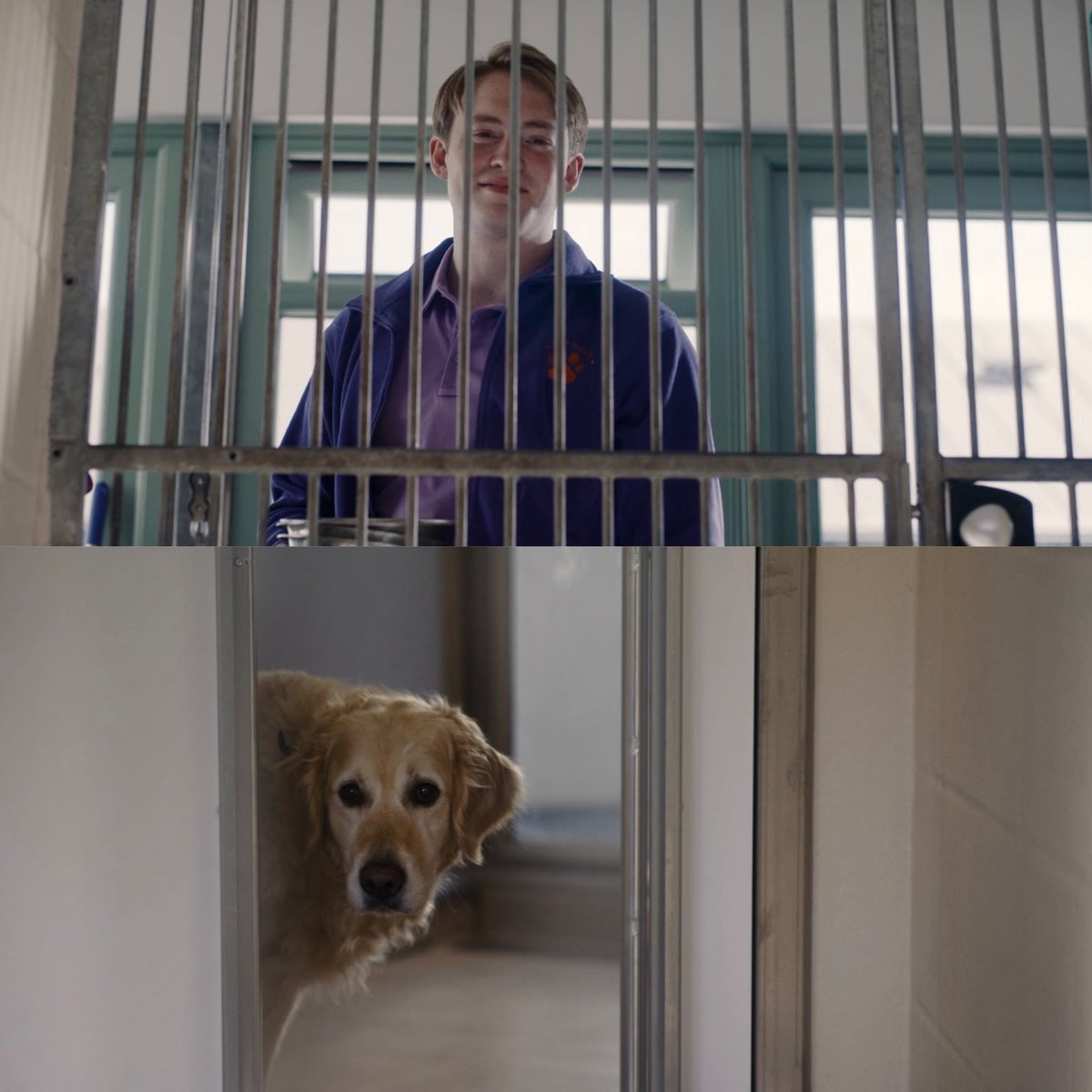 chxrliespring0's tweet photo. Just two golden retrievers looking at each other https://t.co/XMUUSNjOz0