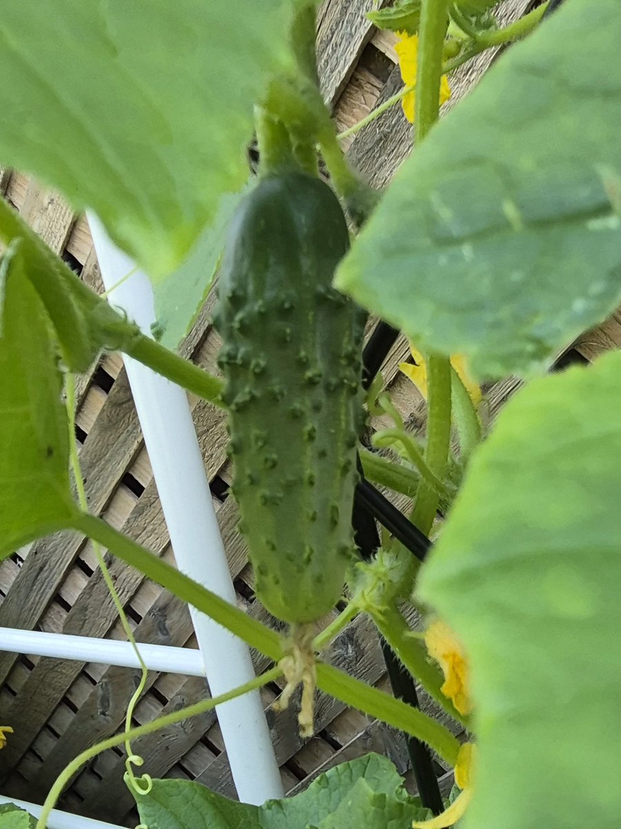 WudntYaLikeTNo's tweet photo. Happy Sunday!
Things shaping up nicely in the city garden.
Off to the lake to cut grass and a refreshing afternoon swim at the secret beach!
#Growsomething π¨π¦π¦ https://t.co/PSRBh1R0wM