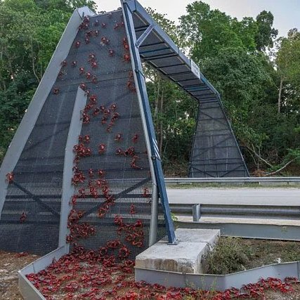 AMAZlNGNATURE's tweet photo. Australia built bridges just for migrating crabs

Every year, millions of red crabs migrate across Australia's Christmas Island to the ocean. To protect them from traffic, the island has built special crab bridges, underpasses and road barriers that help them cross safely https://t.co/OOiEbQ3NNI