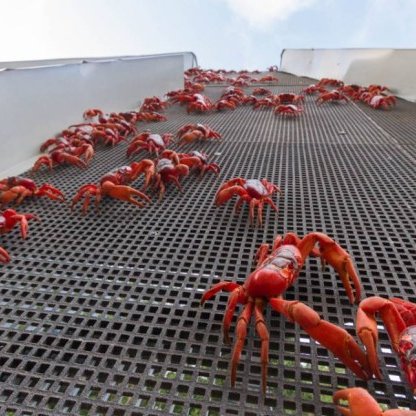 AMAZlNGNATURE's tweet photo. Australia built bridges just for migrating crabs

Every year, millions of red crabs migrate across Australia's Christmas Island to the ocean. To protect them from traffic, the island has built special crab bridges, underpasses and road barriers that help them cross safely https://t.co/OOiEbQ3NNI