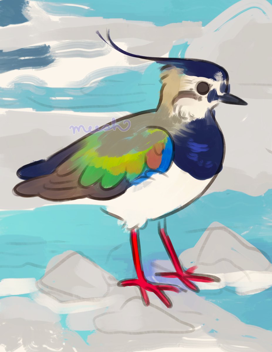 cookiedoves's tweet photo. lapwing &amp; rainbow-bearded thornbill #avianaugust https://t.co/O6i7CZtLR3