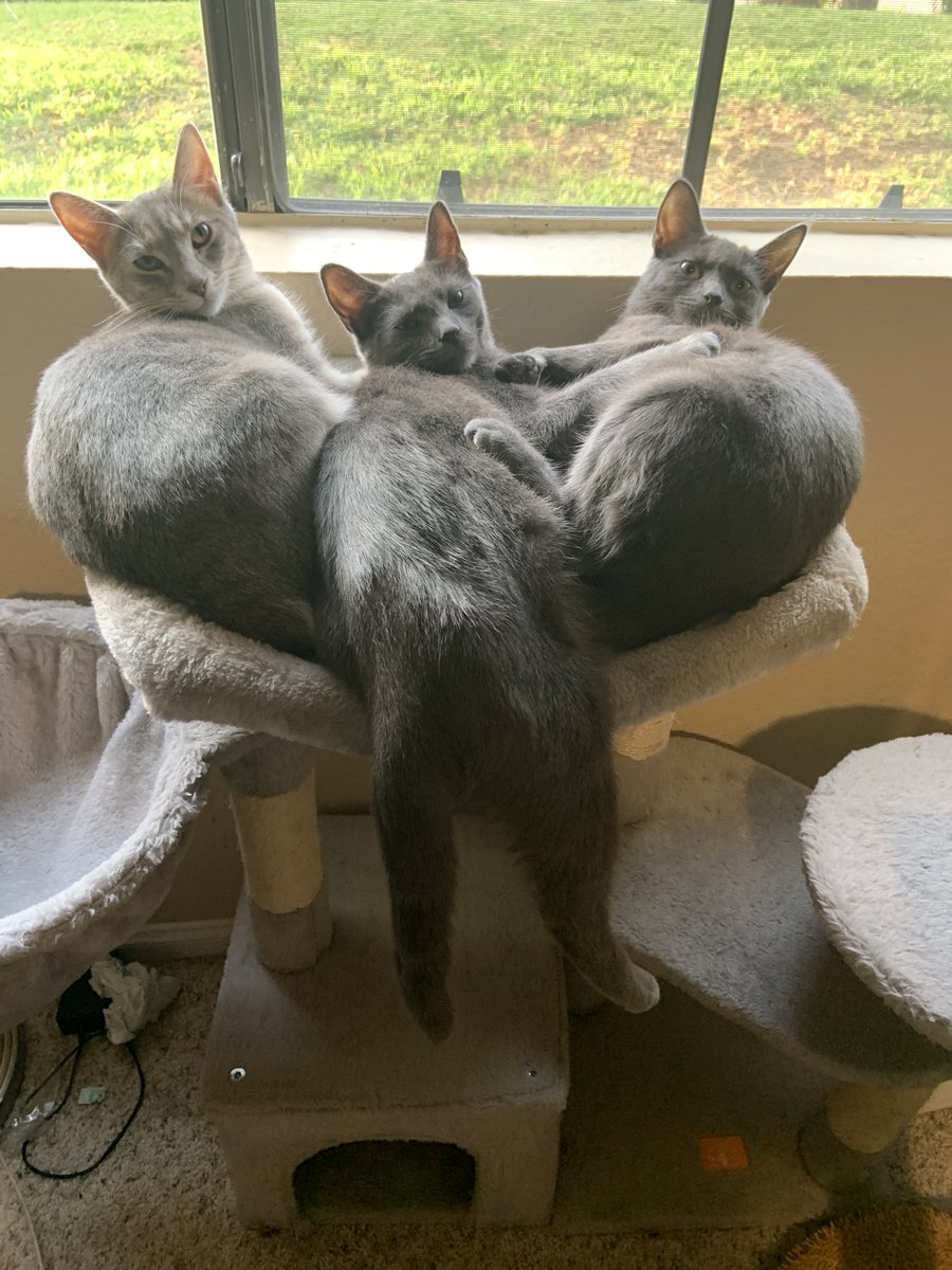 thebohdanh's tweet photo. Cat is in the ER again. Her eye cleared up. She is wobbly on her feet. Head bobbles. She had a seizure years back. Managed. Trying to stay hopeful. She has been a medical mystery/miracle for 5 years. Have been lucky.

It may be catching up. 🐱🐱 https://t.co/Lc3x1j0yAs