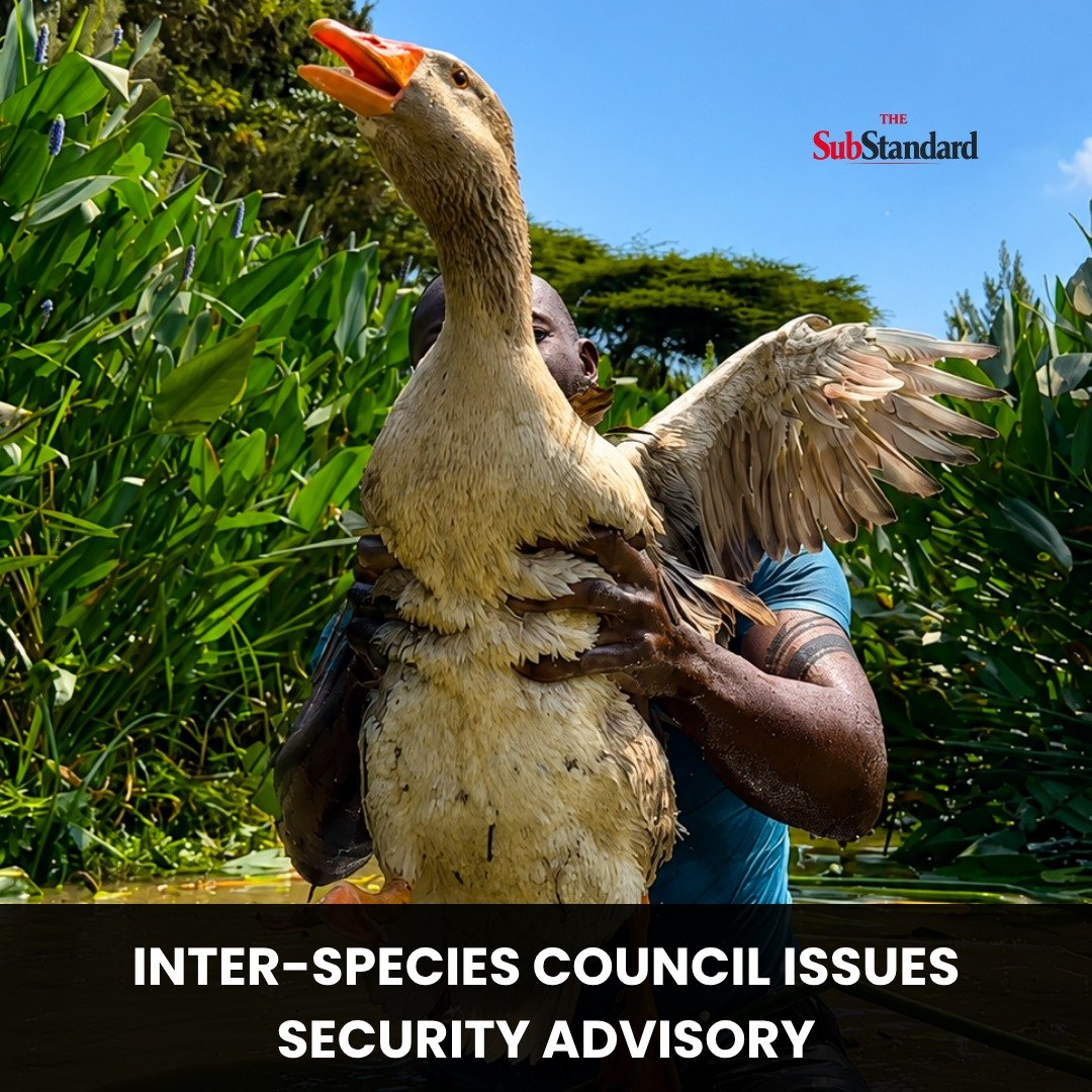 TSubStandard's tweet photo. FOR IMMEDIATE RELEASE

The Inter-Species Council wishes to clarify that Mr. Dennis Ombachi's roaming privileges have been revised with immediate effect.

The Council's investigation has determined that the recent crocodile egg, pig, ostrich and goose disappearances are connected and involve the same suspect.

Previous assumptions that Mr. Ombachi was "just looking around" have now been formally withdrawn. Member species are advised that any encounter with him should be treated as potentially terminal, particularly where cameras are visible.

The Council wishes to acknowledge the late goose for displaying exceptional courage after launching one final defensive "fuck you" moments after capture, narrowly missing Mr. Ombachi's eye before ultimately being overpowered.

RIP King.