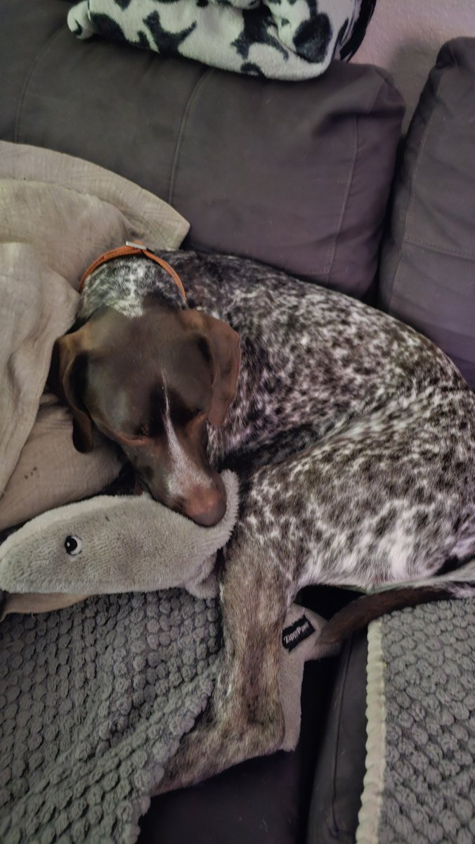 ok2nvmytweets's tweet photo. My little man Frankie is not happy that @SharkWeek is ending. @Discovery @ABC4EXPLORE @DiscoveryLA
#sharkweek #sharks #fyp #savetheblue #dogs #gsp #bestweek #sharklover https://t.co/eZly1Nc1PS