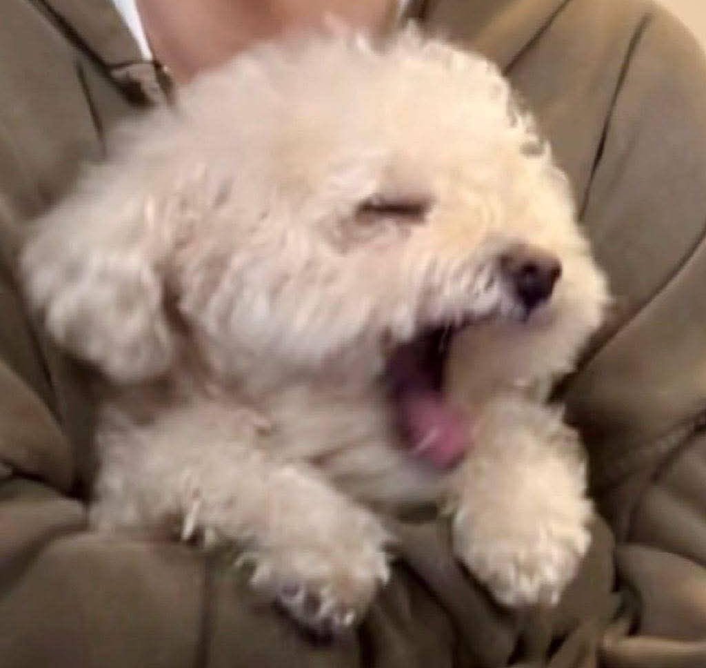 Cherisa_93's tweet photo. ง่วงมะได้น๊ะ คืนนี้ต้อง200k ฮึบ ๆๆ🥱🐶

184k🌾
📍https://t.co/bsDzufRe60

#ALONE #MiloTuan https://t.co/sbcDh9BVMo