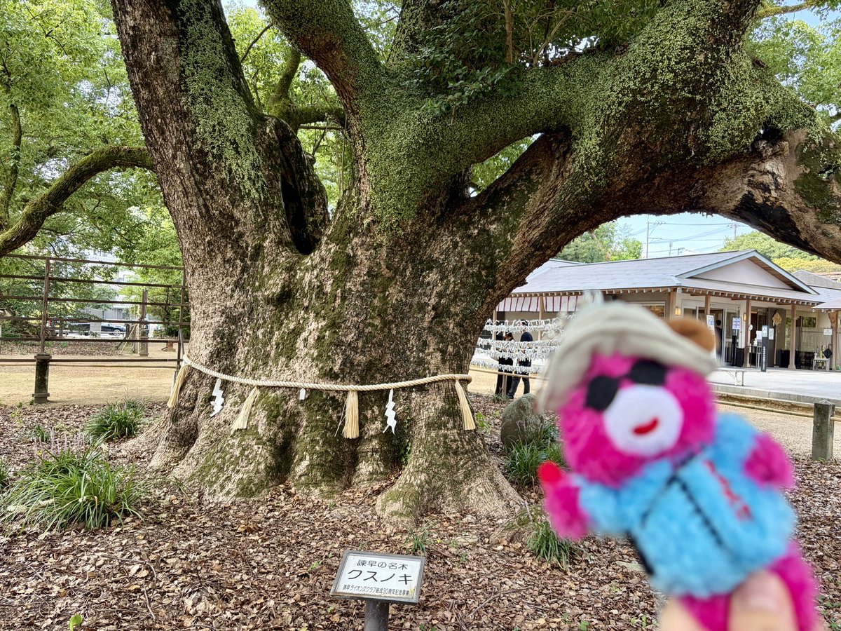 aiko_afrorush's tweet photo. 諫早神社のクス群🌳

#諫早神社 https://t.co/5ew6siIuAb
