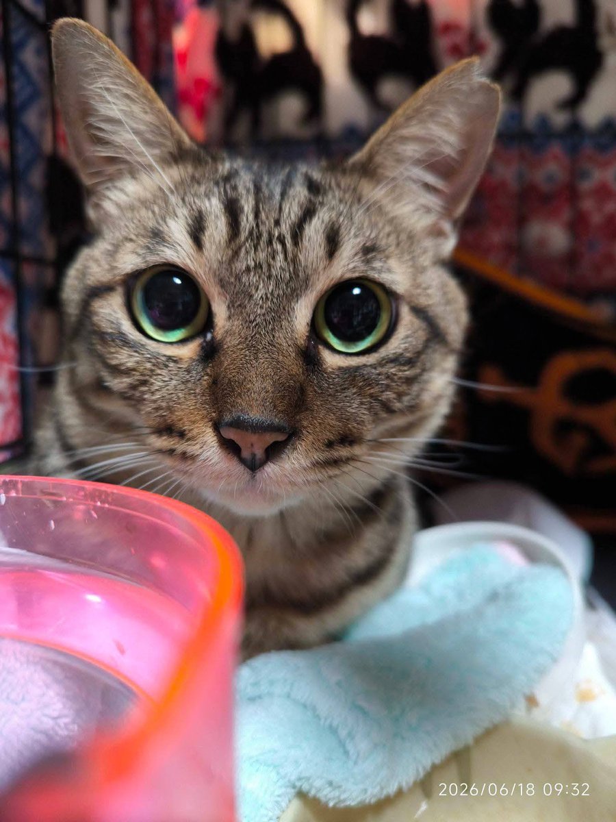 izumi20325's tweet photo. ８月２日⭐️🌙

🆘拡散希望です🆘
拡散ご協力宜しくお願い致します🙇
🐱4匹の猫たちの医療費ご支援のお願い🙇

いつも譲渡型保護ハウス日向ぼっこを応援いただきありがとうございます🙇

現在、ハウスでは多くの犬猫たちの看病を続けながらお世話をしておりますが医療費が非常に逼迫しています。
病状を見ながら順番に受診させているのが現状です。
治る病気の子には適切な治療を治らない病気の子には痛みなく穏やかに過ごせる投薬治療を継続してあげたいです。
皆様も大変な中、心苦しいお願いとなりますがどうか医療費のご支援をよろしくお願いいたします🙇

 【明日通院する4匹の容態】
🐱ワンワンちゃん
●症状：激しい鼻水、呼吸時のゼコゼコ音、食欲不振（ムラがある）
●予定：吸入治療、インターフェロン注射

🐱ユリちゃん
●症状：食欲はあるが激しい鼻水と鼻詰まりが治らない
●予定：吸入治療、インターフェロン注射

🐱ボッコちゃん
●症状：ご飯は食べられるが咳き込み時の痰混じりの嘔吐が続いている
●予定：吸入治療、インターフェロン注射

🐱ヒラちゃん
●症状：ご飯は食べられるが胸や鼻からの「ゴボッゴボッ」という音が大きくなっている
●予定：吸入治療、インターフェロン注射