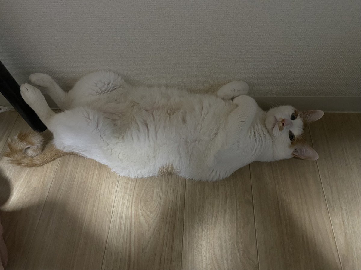 kossy_Reality's tweet photo. うちの家族になって5年経つけどその寝方初めて見たよ🐈 https://t.co/Pf0VUMAnzt