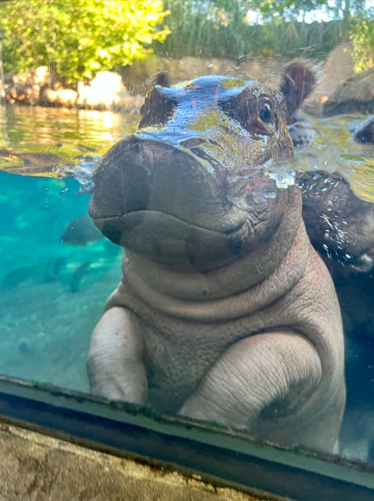 CincinnatiZoo's tweet photo. Mark your calendars! Fritz the baby hippo turns FOUR tomorrow! https://t.co/q0HqbNUPUz