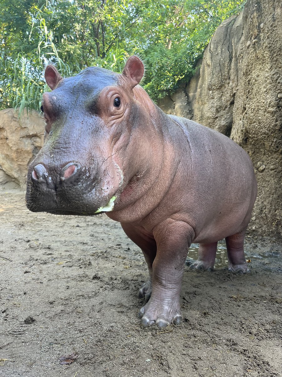 CincinnatiZoo's tweet photo. Mark your calendars! Fritz the baby hippo turns FOUR tomorrow! https://t.co/q0HqbNUPUz