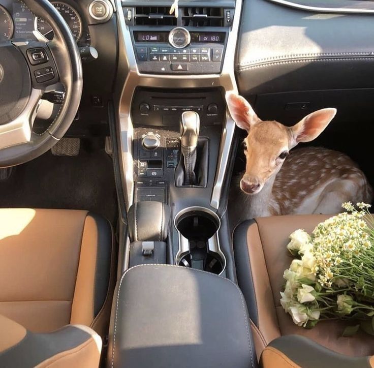 Deer in Places they Shouldn't Be tweet media