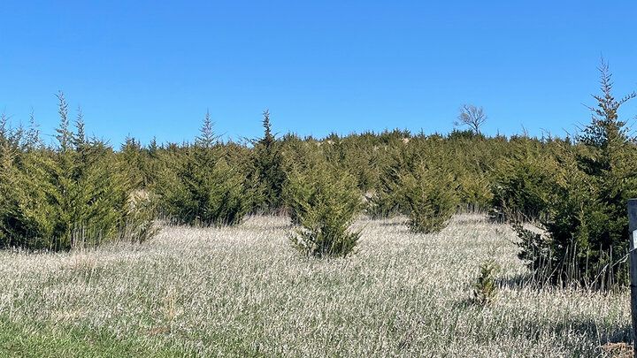 UNL_CropWatch's tweet photo. Eastern red cedar can quickly reduce grazing productivity &amp; increase #wildfire risk. Learn practical strategies to reclaim your #pastures at this free @UNLExtension meeting: https://t.co/IxGH19PtxW 

#NebExt #NebraskaAg #AgTwitter #CropProduction #Farming #Ag #InvasivePlants https://t.co/Vc36RQLqya