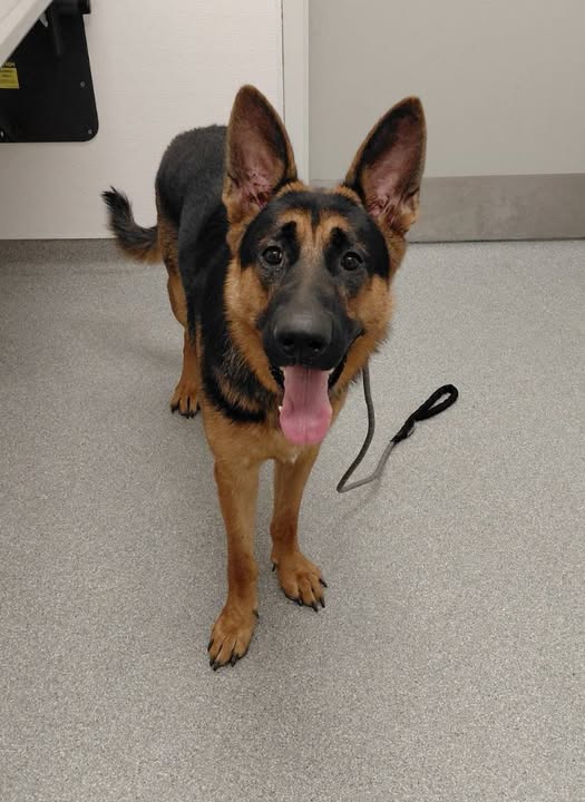 GuelphLostPets's tweet photo. SEEKING OWNER. Young black &amp; brown German Shepherd male dog found near Wellington Rd 18 &amp; 3 Line W in #CentreWellington on Aug 1. Collar with no ID. If he's yours or you have any info contact #Guelph Humane Society at 519-824-3091 or lostandfound@guelphhumane.ca (ID 2000465929) https://t.co/OKp01HRFrv
