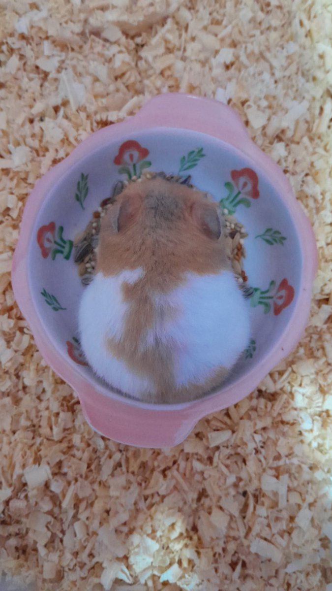 sorrowfals's tweet photo. Ini my anak, lagi makan imutnya https://t.co/locrKX7biT