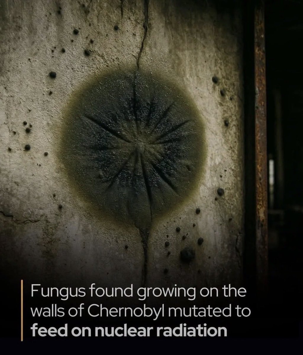 InterestingSTEM's tweet photo. Cladosporium sphaerospermum is a melanized fungus found growing inside the wrecked Reactor No. 4 at Chernobyl. It uses melanin to absorb ionizing radiation and convert it into chemical energy via a process called radiosynthesis https://t.co/1yzsiAXrF4