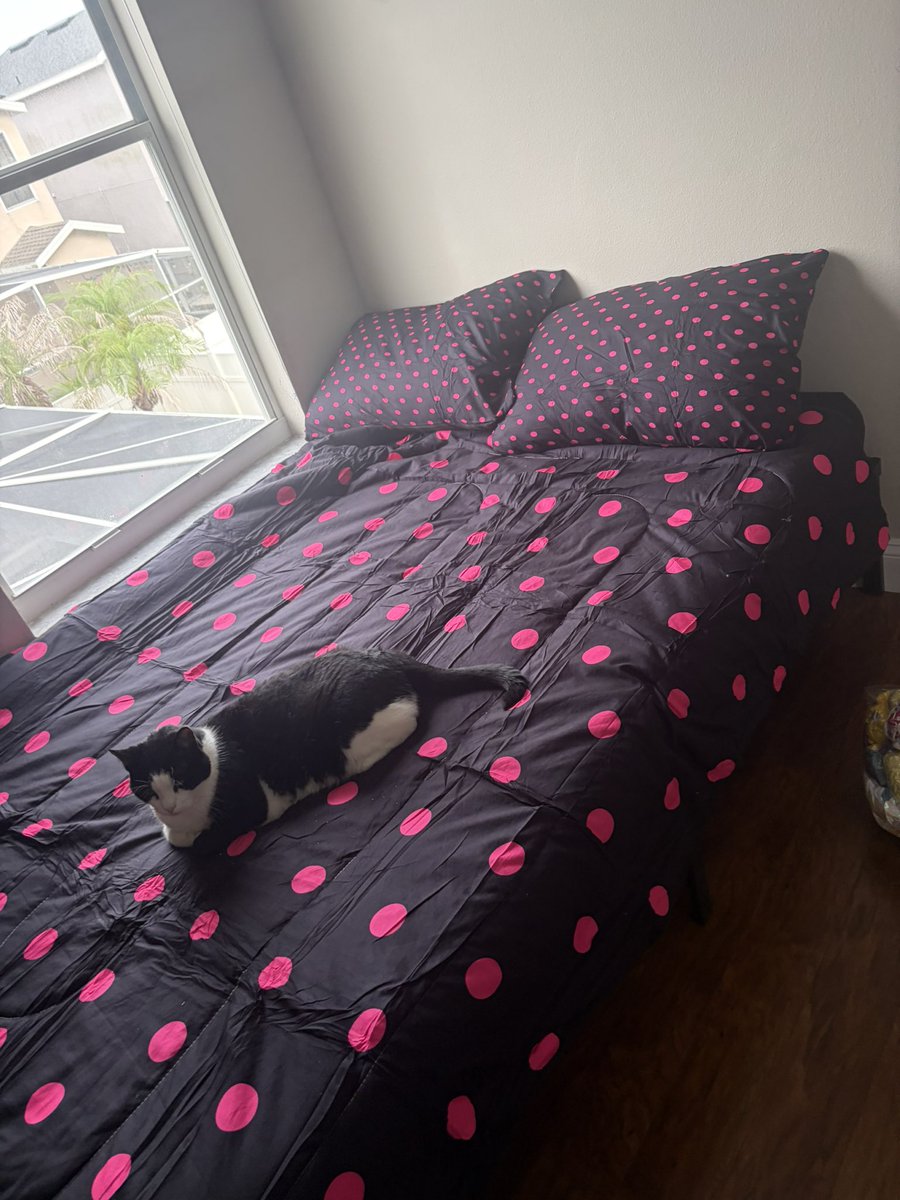 baddreamdolphin's tweet photo. My gay bed. And my gay cat. https://t.co/Q9sy6DR1Tq