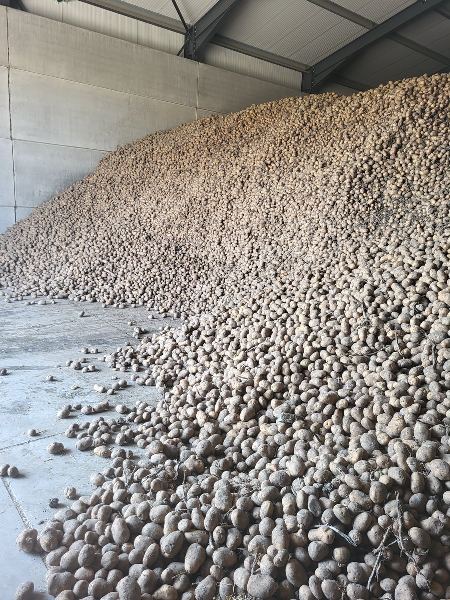 Huibert_Janse's tweet photo. Na 43 weken in de opslag, is het voor deze aardappelen ook tijd om verwerkt te worden. #mccain #frites #markies https://t.co/J8wIw70nuR
